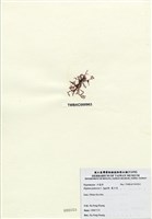 藏品(巢沙菜)的圖片